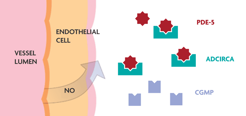 ADCIRCA is used to inhibit PDE-5 expression and limit the degradation of cGMP.